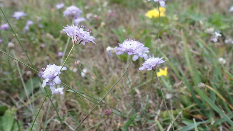 Cephalaria transsylvanica / Vedovina maggiore